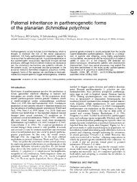 Paternal Inheritance in Parthenogenetic Forms of the Planarian Schmidtea Polychroa