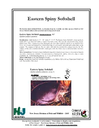 Eastern Spiny Softshell