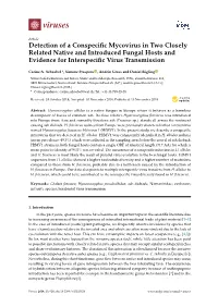 Detection of a Conspecific Mycovirus in Two Closely Related Native And