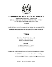 TESIS: Estudio De Los Caracteres Funcionales De Los Encinos Quercus
