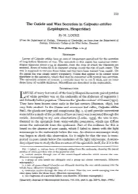 The Cuticle and Wax Secretion in Calpodes Ethlius (Lepidoptera, Hesperidae) by M