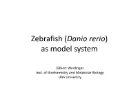 Zebrafish (Danio Rerio) As Model System
