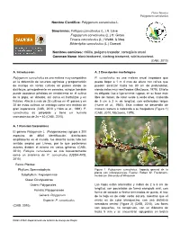 Nombre Científico: Polygonum Convolvulus L