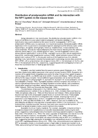 Distribution of Prodynorphin Mrna and Its Interaction with the NPY System in the Mouse Brain Neuropeptides 40 (2): 115-123, 2006