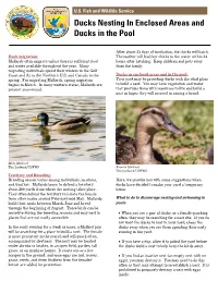 Ducks Nesting in Enclosed Areas and Ducks in the Pool