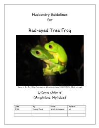 Red-Eyed Tree Frog