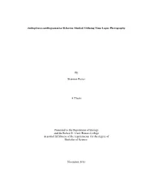 Anthopleura Xanthogrammica Behavior Studied Utilizing Time-Lapse Photography