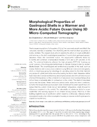Morphological Properties of Gastropod Shells in a Warmer and More Acidic Future Ocean Using 3D Micro-Computed Tomography