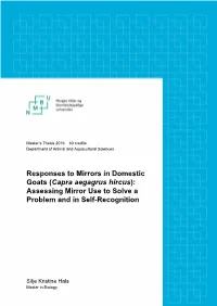 Responses to Mirrors in Domestic Goats (Capra Aegagrus Hircus): Assessing Mirror Use to Solve a Problem and in Self-Recognition
