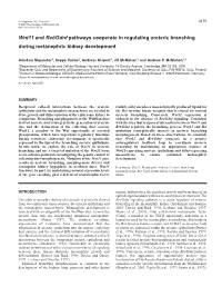 Wnt11 and Ret/Gdnf Pathways Cooperate in Regulating Ureteric Branching During Metanephric Kidney Development