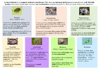 An Invertebrate Is an Animal Without a Backbone. They Have No Internal Skeleton and Normally Have Soft, Flexible Bodies