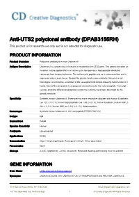 Anti-UTS2 Polyclonal Antibody (DPAB3155RH) This Product Is for Research Use Only and Is Not Intended for Diagnostic Use