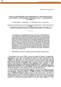 Aproaerema Modicella (Lep
