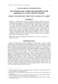 First Identifications of Aphid and Diamondback Moth Populations on Wasabi in British Columbia