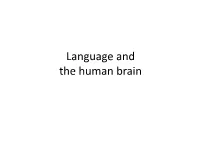 Language and the Human Brain Brain and Language