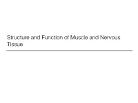 Structure and Function of Muscle and Nervous Tissue What We’Ll Talk About…