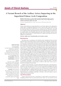 A Variant Branch of the Axillary Artery Impacting in the Superficial Palmar Arch Composition