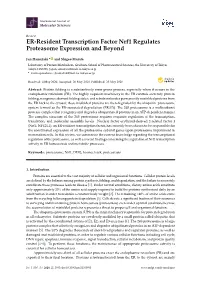 ER-Resident Transcription Factor Nrf1 Regulates Proteasome Expression and Beyond