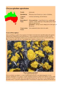 Chrysocephalum Apiculatum