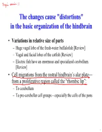 Why a Midbrain? Evolution, Structure and Functions Notes