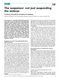 The Suspensor: Not Just Suspending the Embryo