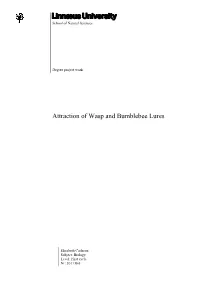 Attraction of Wasp and Bumblebee Lures