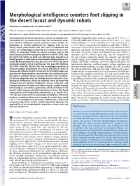 Morphological Intelligence Counters Foot Slipping in the Desert Locust And