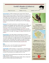 Goeldi's Monkey