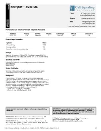 PCK2 (D3E11) Rabbit Mab S