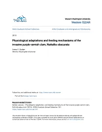 Physiological Adaptations and Feeding Mechanisms of the Invasive Purple Varnish Clam, Nuttallia Obscurata