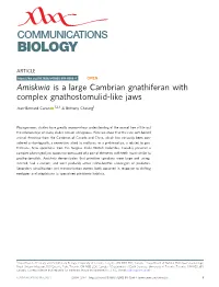 Amiskwia Is a Large Cambrian Gnathiferan with Complex Gnathostomulid-Like Jaws