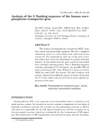 Analysis of the 5' Flanking Sequence of the Human Nore- Pinephrine Transporter Gene