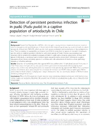 Detection of Persistent Pestivirus Infection in Pudú (Pudu Puda)