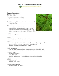 Lycopodium (Spp) L. Ground Pine