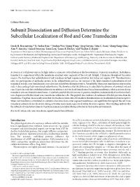 Subunit Dissociation and Diffusion Determine the Subcellular Localization of Rod and Cone Transducins
