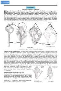 MURICIDAE Purpuras, Murex and Rock Shells CLICK FOR