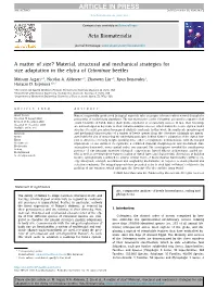 A Matter of Size? Material, Structural and Mechanical Strategies for Size Adaptation in the Elytra of Cetoniinae Beetles