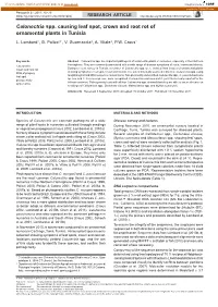 Calonectria Spp. Causing Leaf Spot, Crown and Root Rot of Ornamental Plants in Tunisia