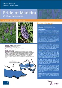 Echium Candicans