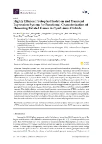 Highly Efficient Protoplast Isolation and Transient Expression System