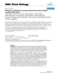 Phenolic Compounds in Ectomycorrhizal Interaction of Lignin Modified Silver Birch