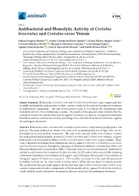 Antibacterial and Hemolytic Activity of Crotalus Triseriatus and Crotalus Ravus Venom