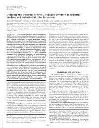 Binding and Endothelial Tube Formation