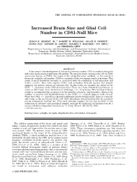 Increased Brain Size and Glial Cell Number in CD81-Null Mice