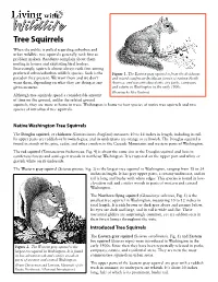 Tree Squirrels