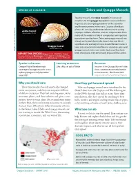 Zebra and Quagga Mussels