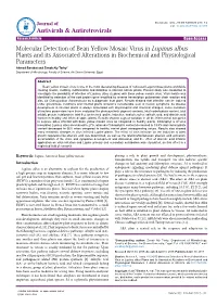 Molecular Detection of Bean Yellow Mosaic Virus in Lupinus Albus