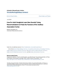 How Do Adult Songbirds Learn New Sounds? Using Neuromodulators to Probe the Function of the Auditory Association Cortex