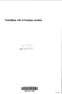 Verticillium Wilt of Fraxinus Excelsior
