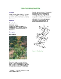 Euclea Undulata Herba